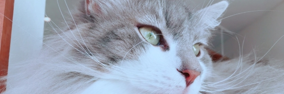 レビュアーのカバー画像