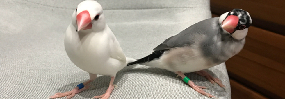 レビュアーのカバー画像