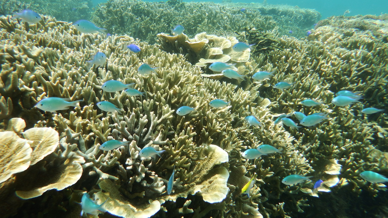 レビュアーのカバー画像