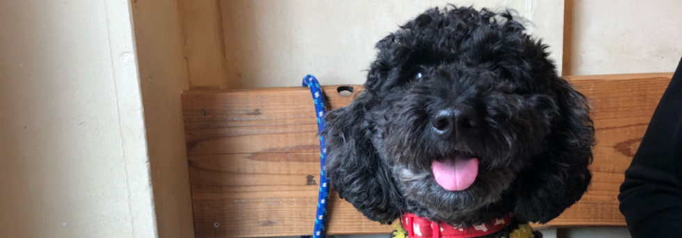 レビュアーのカバー画像