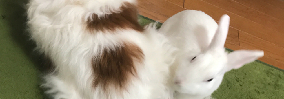 レビュアーのカバー画像