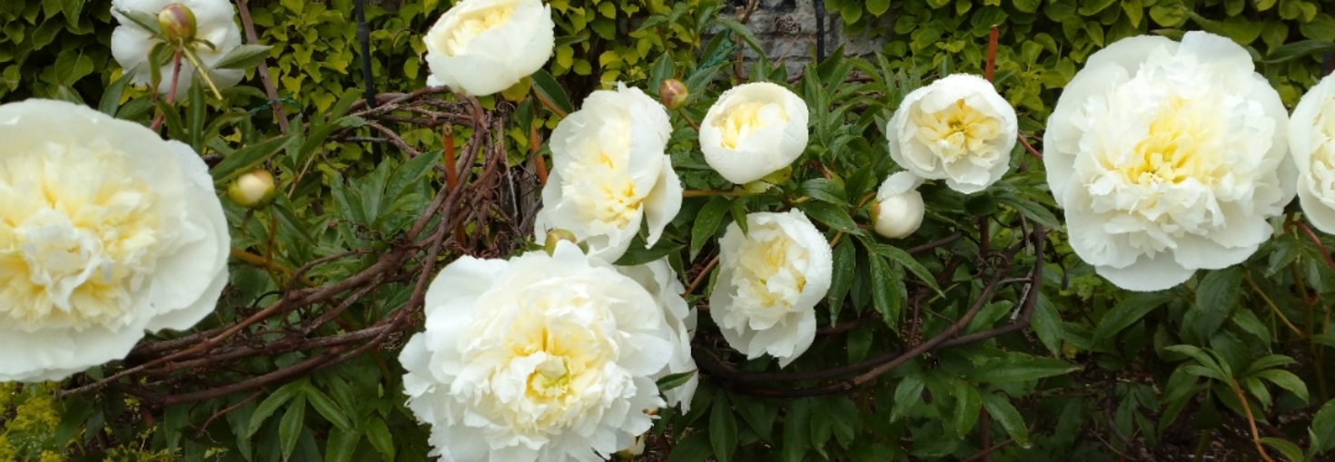 レビュアーのカバー画像