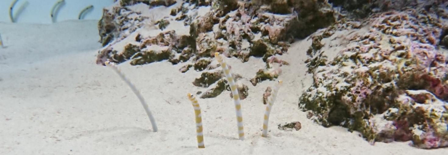 レビュアーのカバー画像