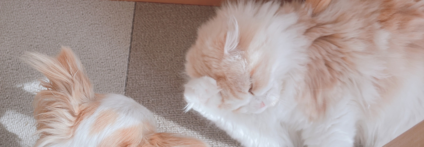 レビュアーのカバー画像