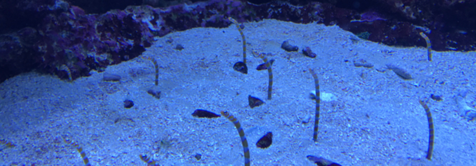 レビュアーのカバー画像