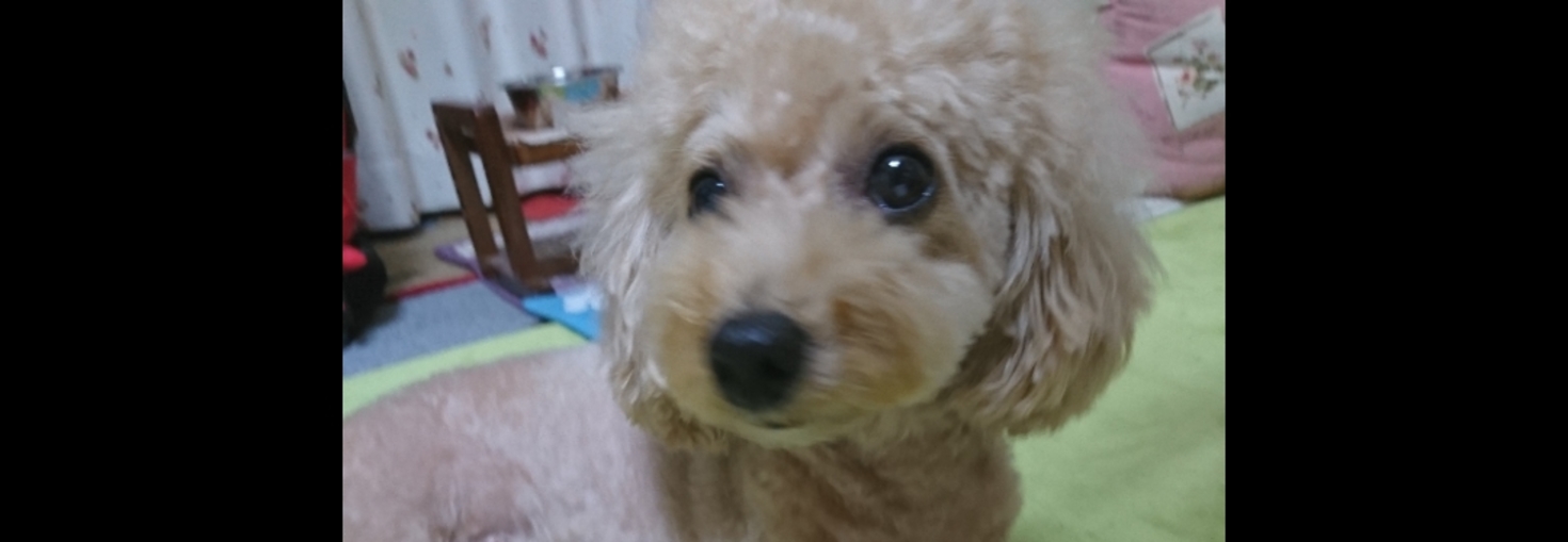 レビュアーのカバー画像