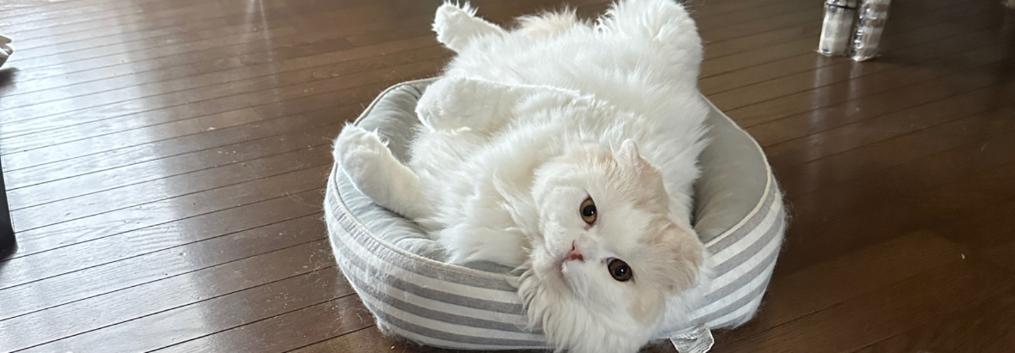 レビュアーのカバー画像