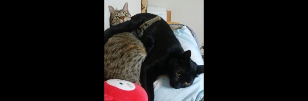 レビュアーのカバー画像