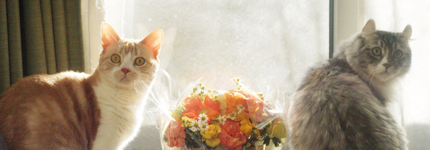 レビュアーのカバー画像