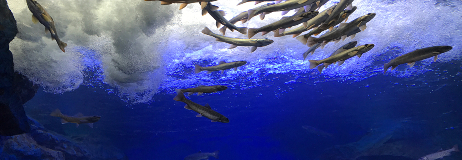 レビュアーのカバー画像