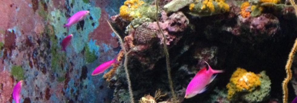 レビュアーのカバー画像