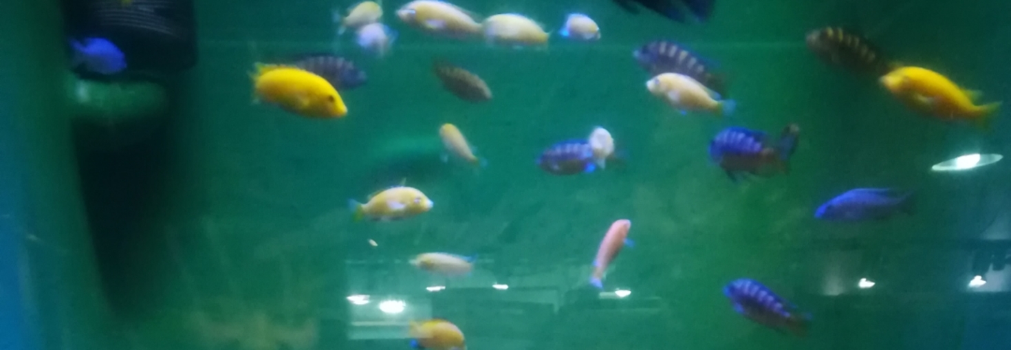 レビュアーのカバー画像