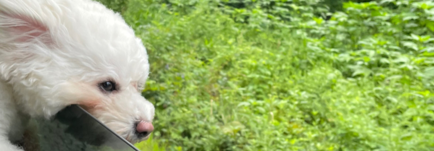 レビュアーのカバー画像