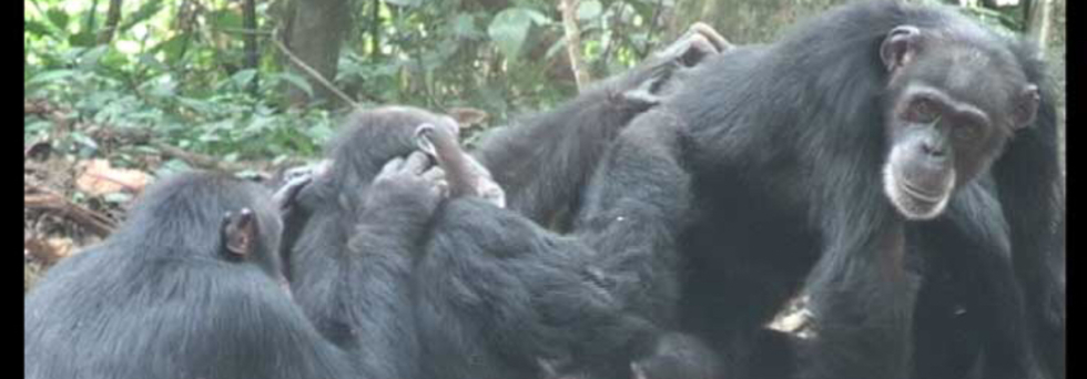 レビュアーのカバー画像