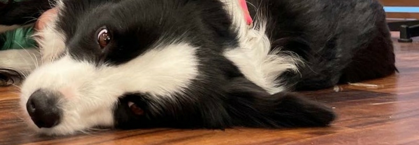 レビュアーのカバー画像