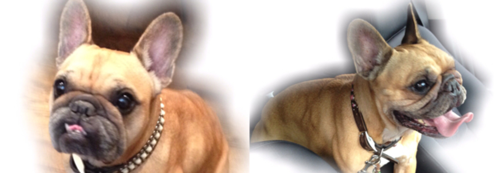 レビュアーのカバー画像