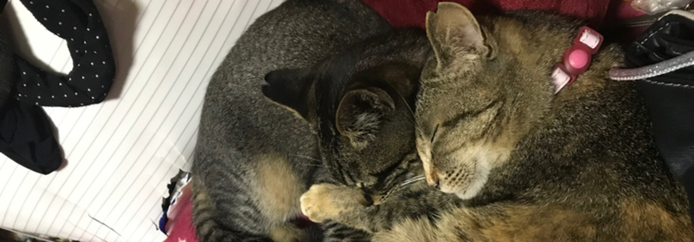 レビュアーのカバー画像