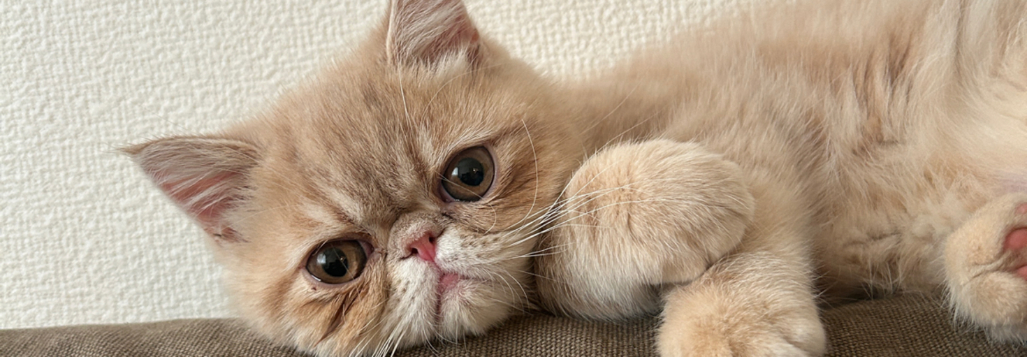 レビュアーのカバー画像