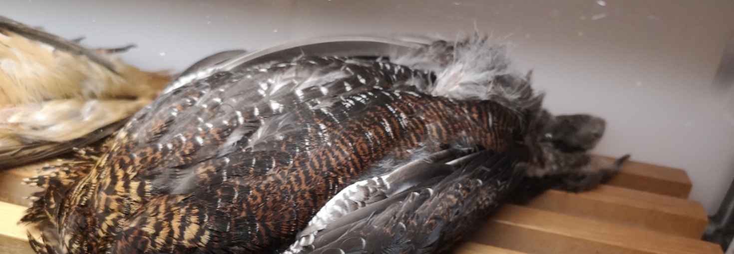 レビュアーのカバー画像