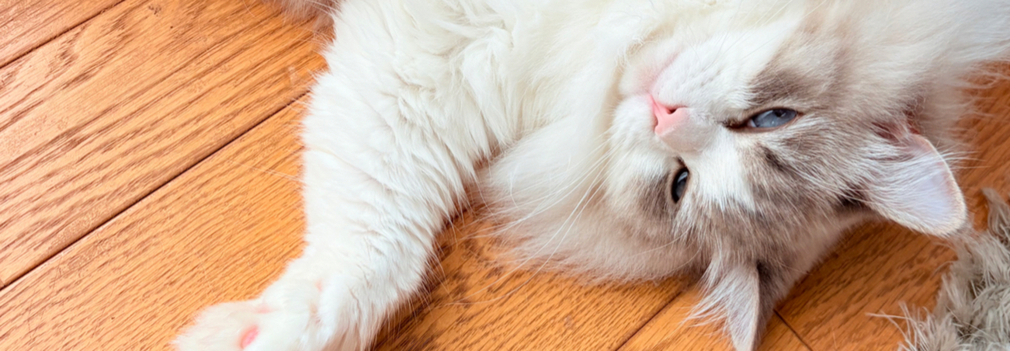 レビュアーのカバー画像