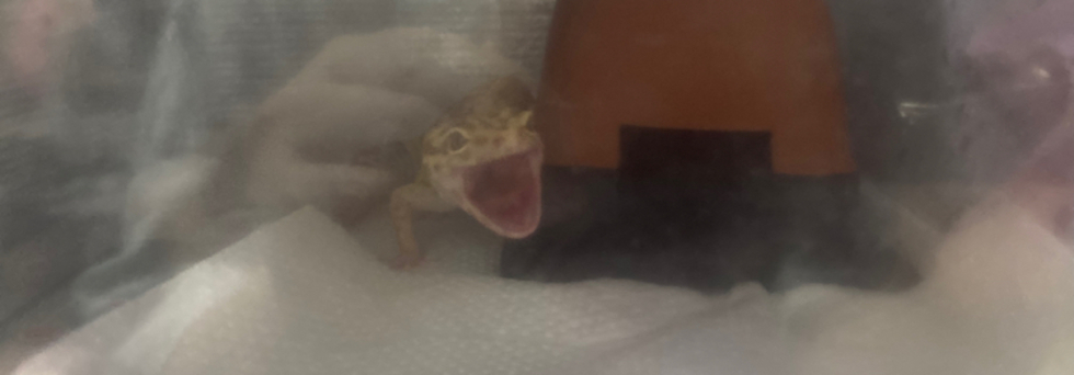 レビュアーのカバー画像