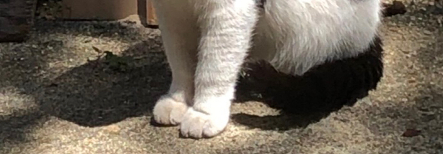 レビュアーのカバー画像