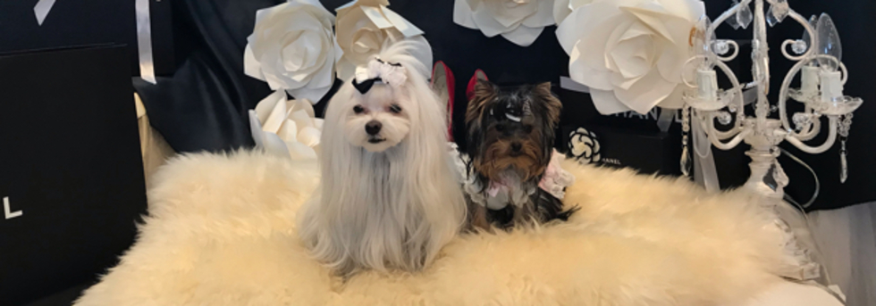 レビュアーのカバー画像