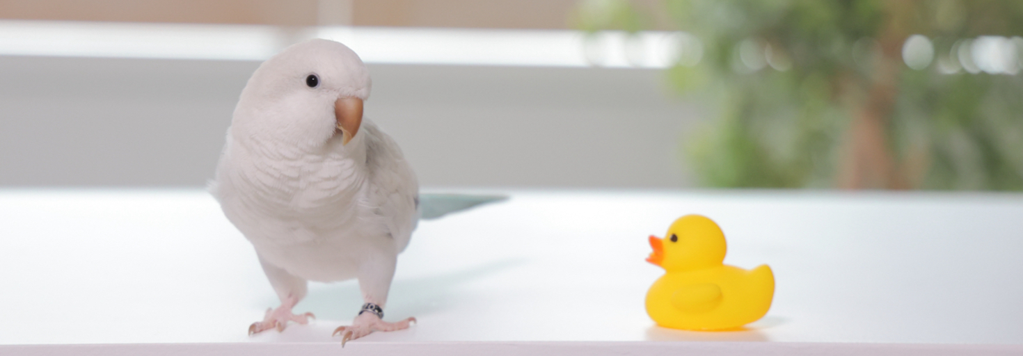 レビュアーのカバー画像