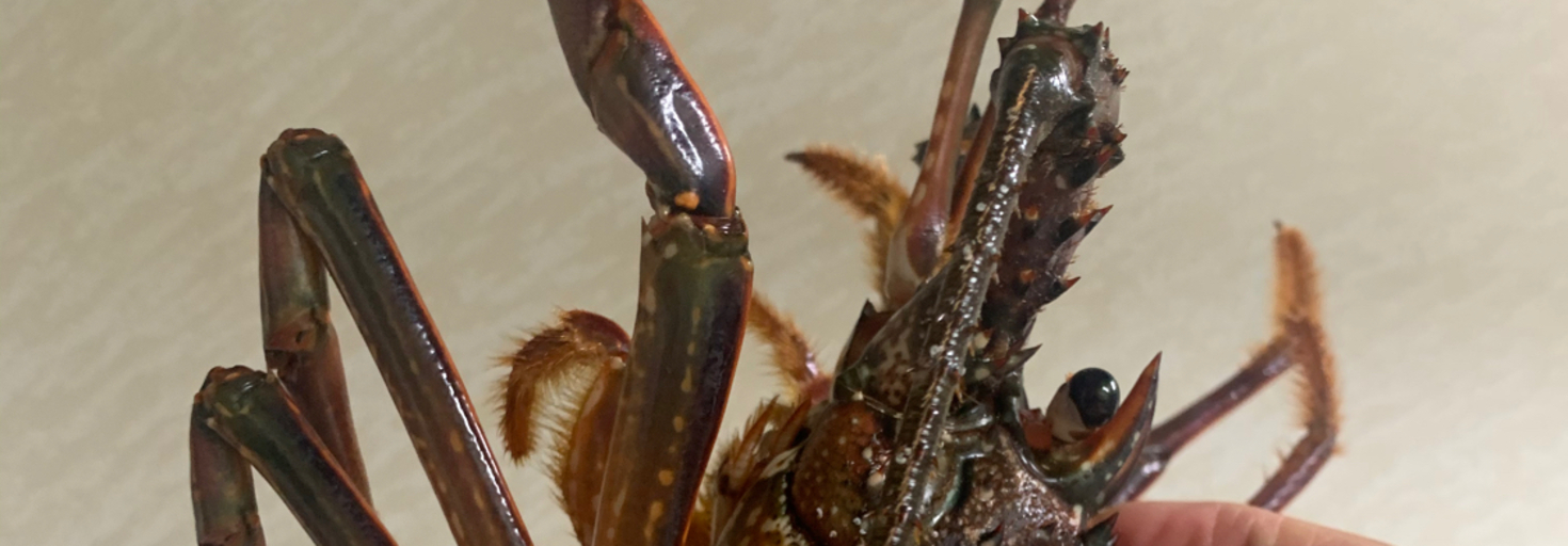 レビュアーのカバー画像