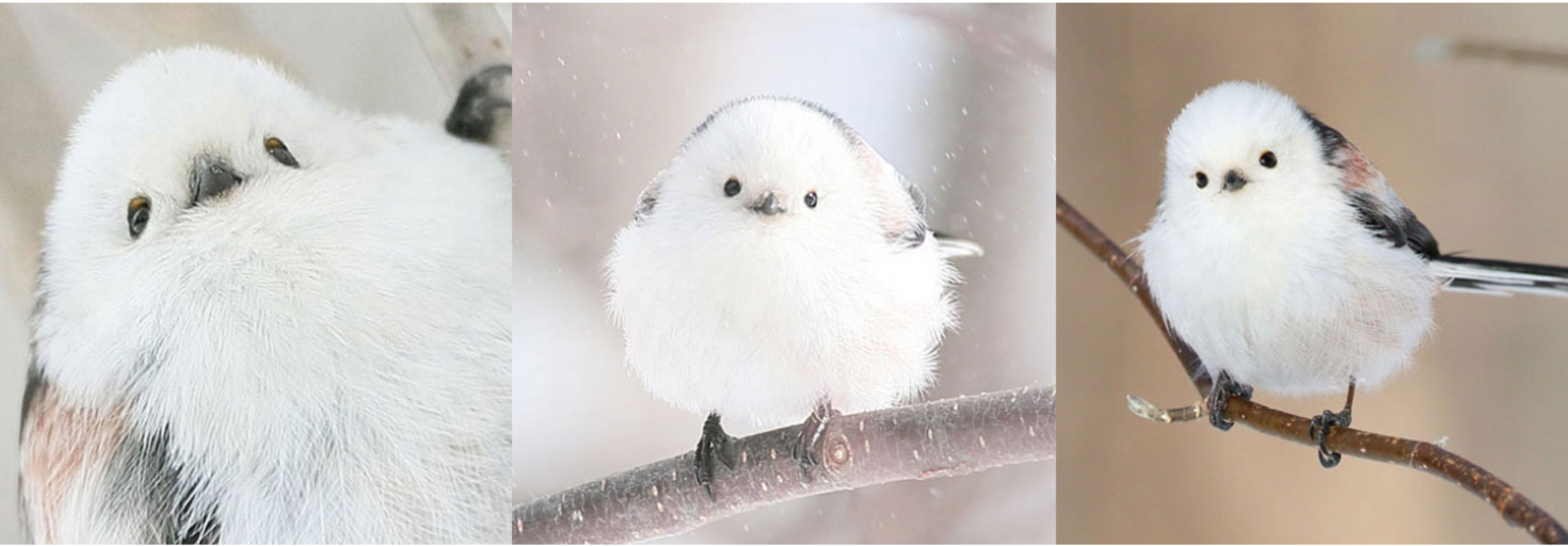 レビュアーのカバー画像