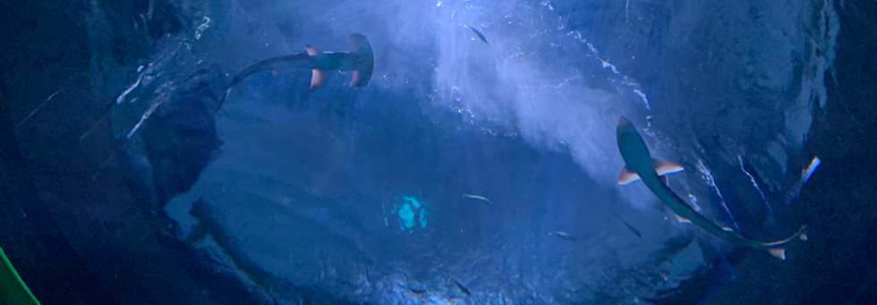 レビュアーのカバー画像