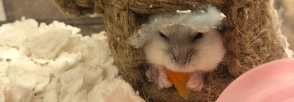 レビュアーのカバー画像