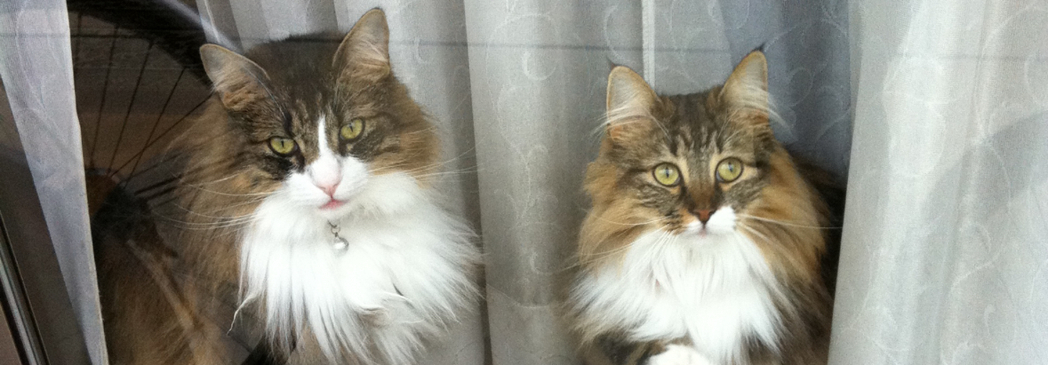 レビュアーのカバー画像