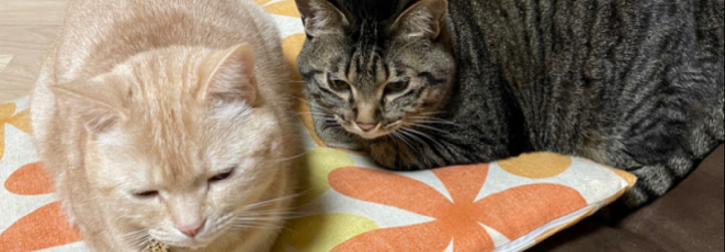 レビュアーのカバー画像