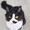 ぶちねこちゃんこ