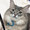 猫使いのあすかちゃん