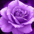 紫 薔薇子