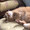 mimi_cat