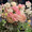 moemoe1206