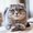そこら辺にいる猫