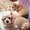 love dogs