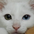白猫のタマオ