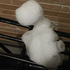 Mr Boo♪(´ε` )