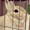 ここあんり