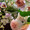 ぴと6827