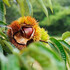 chestnut_tree