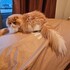マーシャ猫