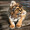 ackey_8