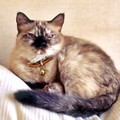 いけみにゃあ