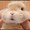 はるまな1215
